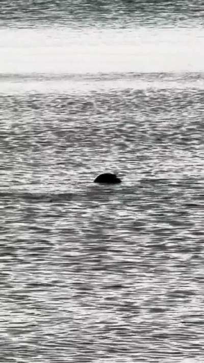 Posting various pictures and videos of bears and other animals I’ve taken here in Alaska until the next OKBV stream, day 441/500