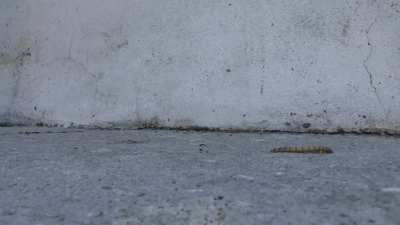 Latina has fun crushin bugs with her flip flops.