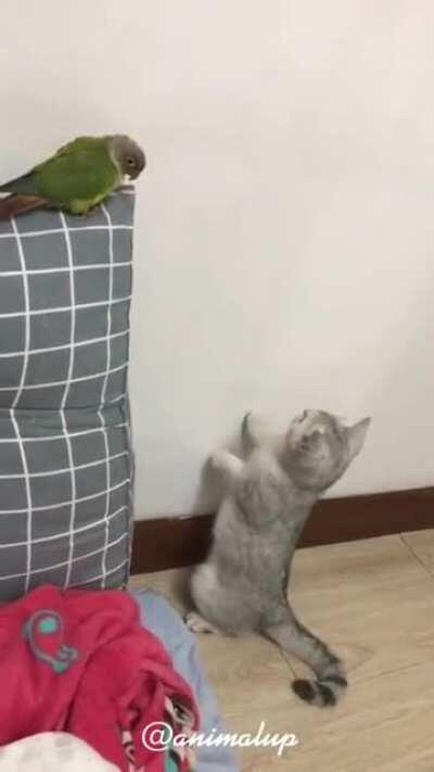 (mis)Calculating when to pounce