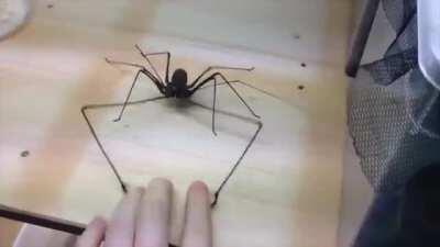 Euphrynichus amanica, basically, a giant spider with extra legs and HANDS