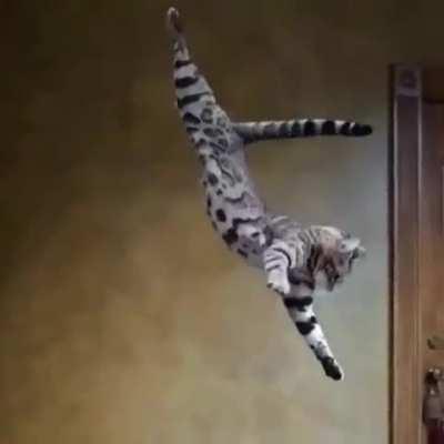 The amazing agility of a housecat leaping, flipping, and landing on it's feet.