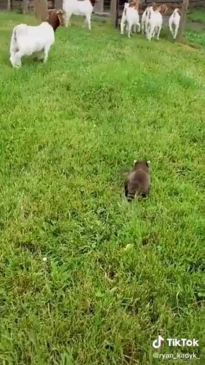 Who needs a sheep dog