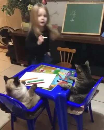 O melhor de tudo são os nomes dos gatos