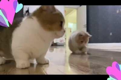 Look at these two playing