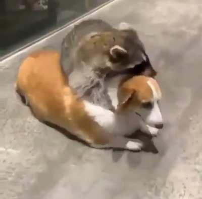 Trashpanda headlock