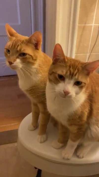 You go to the bathroom and see these two wyd?