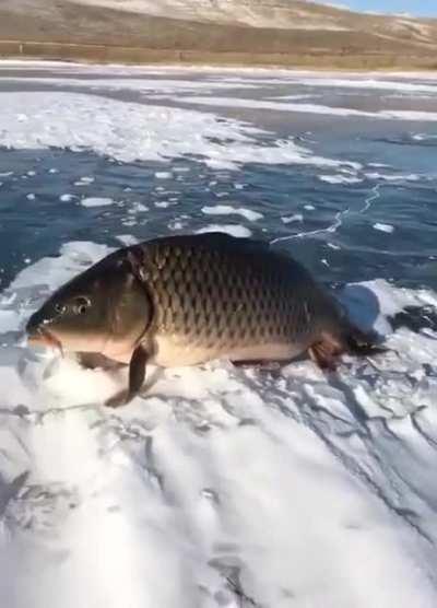 Don't even think about it you lil shit