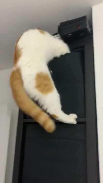 He later meowed because he couldn’t get down