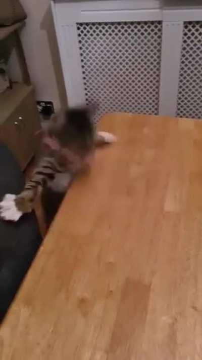 Watch cat do a roll.