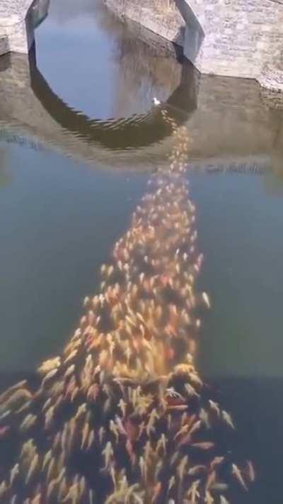 The duck is the mother of fishes