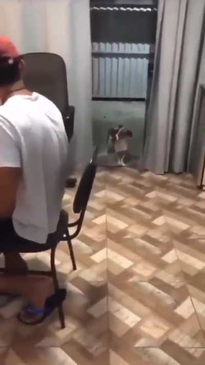 O verdadeiro cãozinho do forró 