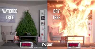 Don’t let this happen. Water your Christmas tree.