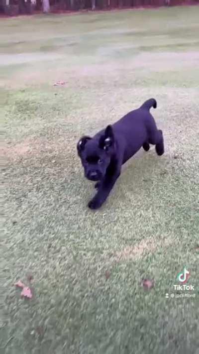 Moose showing off his running form