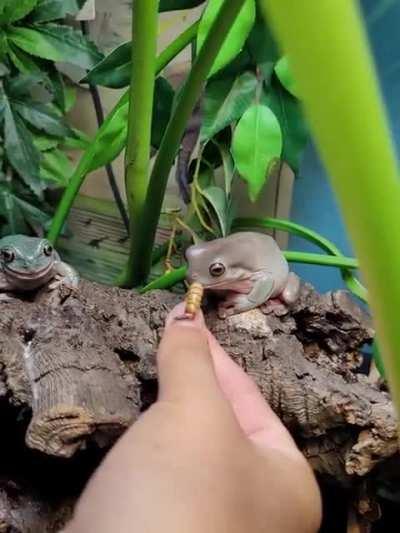 alfonso seemed happy that his sister got food!