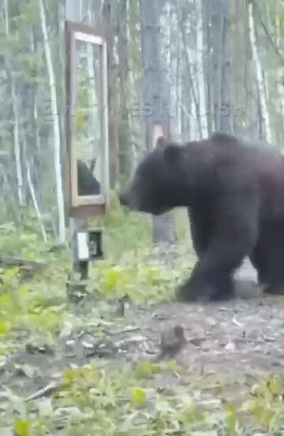 🔥 A bear frightened by his reflection.