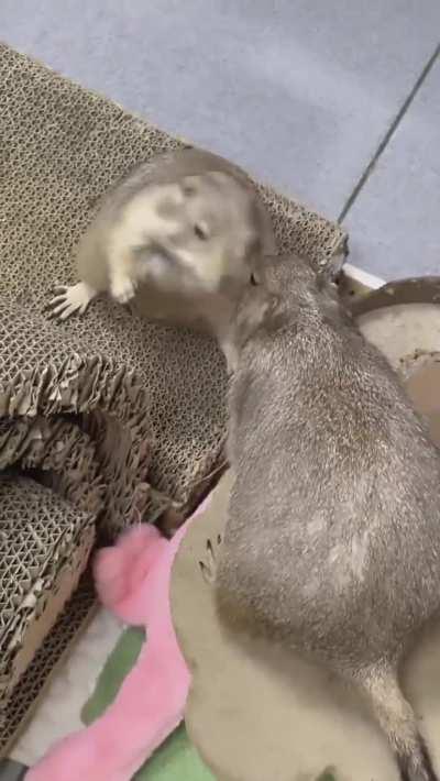 The apology after…..