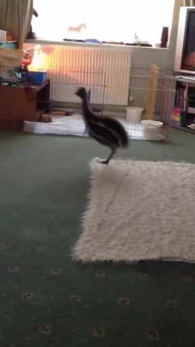 Baby emu and doggo are best friends