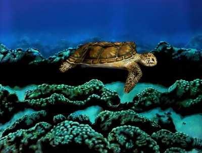 Just a normal turtle…