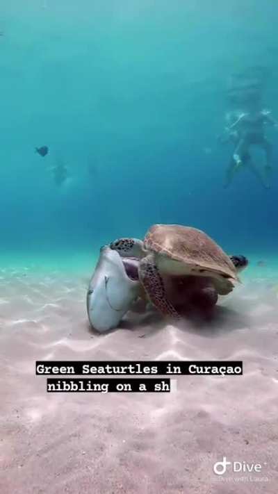 Green Sea turtles munching on a shark's head. Not sure on the species, bull shark was my first thought but I could be wrong 