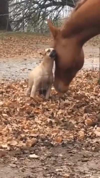 HMK I'm in love ❤️🐴