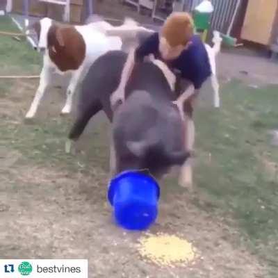 No Time! My Pig People Need Me!