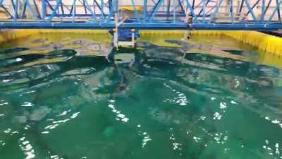 A perfect standing wave in a computer controlled wave pool