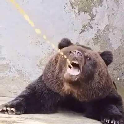 How Beart drinks orange juice