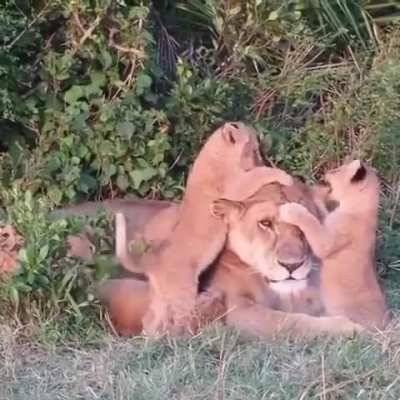 StaRviNg chiLdrEn FoRCed tO CanNIBALiZe ThEir own motheR TO sUrVivE!