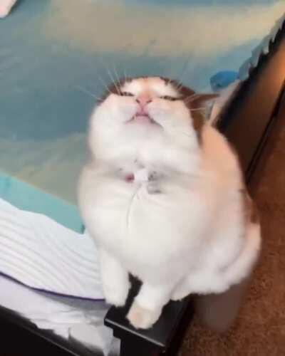 Fur flowing in the wind