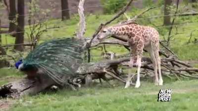 Peacock spooks baby giraffe