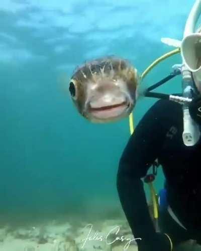 A Pufferfish whispers sweet nothings in my ear.
