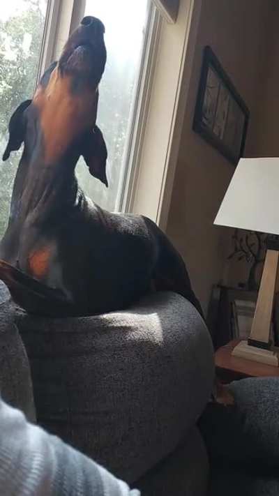 Letting me know I'm 5 minutes late with breakfast by serenading me with a traditional song of their people.