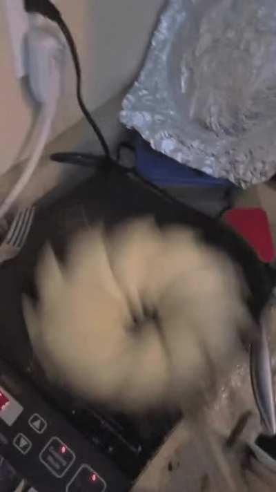 A quick pierogi flip (/r/oddlysatisfying)