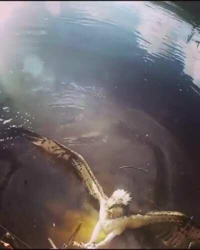 Helping a feathered friend out of a fishing line