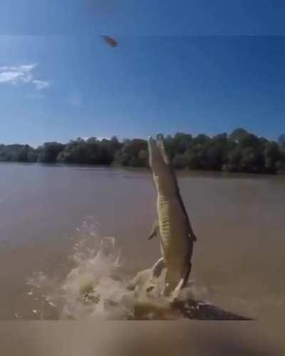 Vertical leap of the Crocodile
