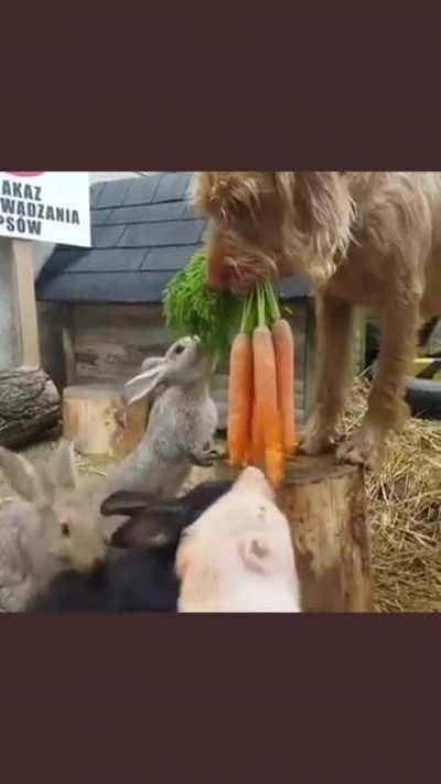 Dog shares carrots with friends