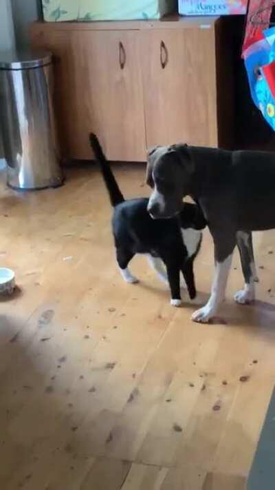 Was told this video fits better here, she hates us acknowledging that she likes the dog