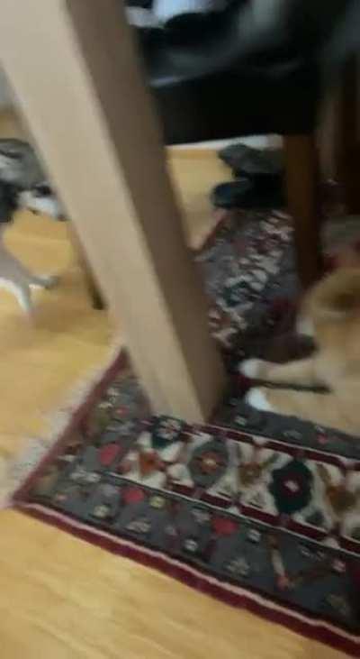 Jealous jerk won’t let me pat the cat.