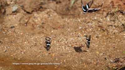 Друзья, насладитесь красотой. На видео Зеленый хвост дракона (Lamproptera meges) — один из видов бабочек-парусников. Этот вид отличается маленьким размером и прозрачными крыльями. В полете эти бабочки напоминают стрекоз. Встречаются в некоторых частях Южн