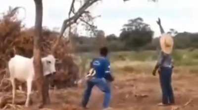 Let’s help this poor cow…