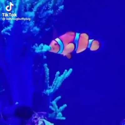 Не белочка с орешками, но тоже впечатляет