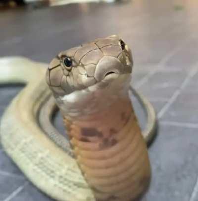 Friendly reminder that sneks like being pet