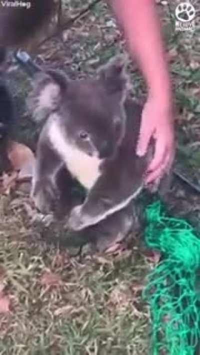 Koloa waits patiently while human uses scissors to free him