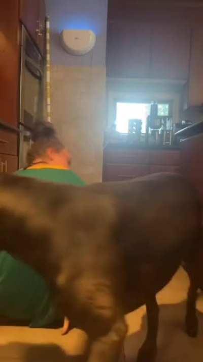 NFC serial killer dog