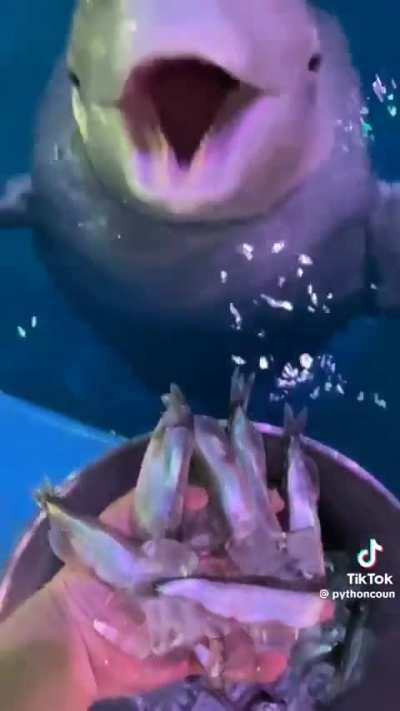 Bro didn't even swallow