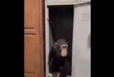 Monke goes to school