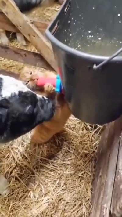 Look at his face 😈😈😈