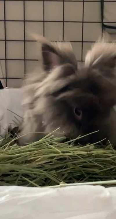 She was very miffed her freedom was restricted (she was recovering from a spay).