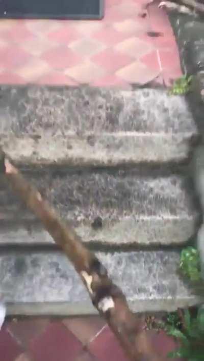 Pupper collects a stick each time he is out on a walk. He then deposits it by the door in his stick collection.