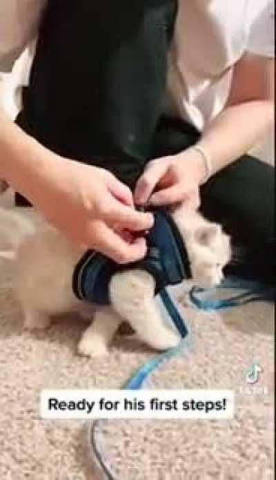 Smol kitty goin for a walk